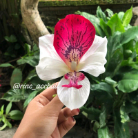 Jempong Bunga Anggrek Cataly / Bunga Sanggul Bali Modern / Hiasan Rambut / Bunga Hairdo