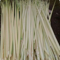 Janur Kuning 15 Lembar Daun Kelapa Muda Kualitas Tinggi