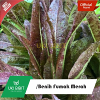 ( 150 Butir ) Benih Fumak Merah