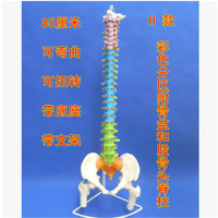【最低價】【公司貨】人體脊柱模型1:1成人醫學正骨練習骨骼模型頸椎腰椎脊椎骨架模型