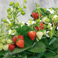 Bibit Tanaman Strawberry