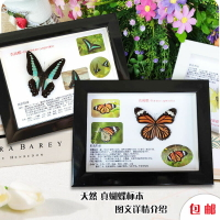 真蝴蝶昆蟲標本立體相框圖文并茂詳情底畫裝飾擺件科普教學具包郵