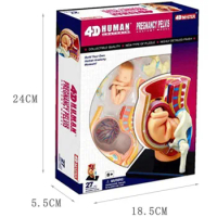 4d Human Pregnancy Pelvis Anatomy Model Skeleton Medical Teaching Aid Puzzle Assembling Toy
