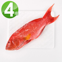 【華得水產】燕尾紅條魚4條組(400-480g/條)