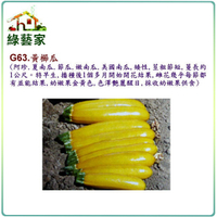 【綠藝家】G63.黃櫛瓜(阿滿.夏南瓜.節瓜.嫩南瓜.美國南瓜)種子2顆
