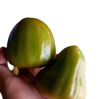 Bibit Jambu Cincalo Hijau Jambu Air Tanaman Okulasi Ijo Buah Cincalo Tebu
