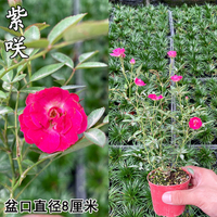 Bunga Raya Jepun Hime Otome Hime Super Micro Rose  Mikro Bonsai Balkoni Desktop Empat Musim Bunga Be