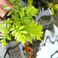tanaman aquascape pakis air