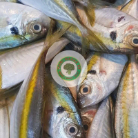 Ikan Selar Segar Ukuran Kecil (Fresh Seafood)