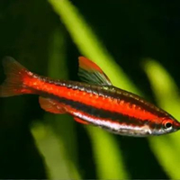 Ikan Red pencil tetra - ikan hias red pencil hiasan akuarium aquascape