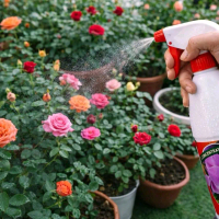 Concentrate foliar fertilizer spray