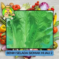 Jenis Benih Sayuran Selada Benih Sayuran Import Selada Siomak Hijau2
