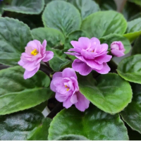 bunga violces /african violet / saintpaulia ionantha bunga ungu