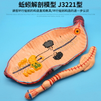 蚯蚓解剖模型 J3221型初中、高中生物實驗器材 中學教學儀器