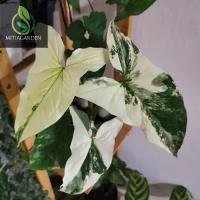 TANAMAN HIAS SYNGONIUM VARIEGATA - TANAMAN HIAS INDOOR Tanaman hias hidup