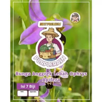 Bibit Premium Bunga Anggrek Lebah Ophrys Apifera | Biji Benih Bunga Anggrek Lebah Ophrys Apifera | B