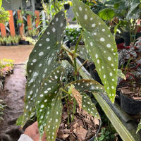Tanaman Hias Begonia Polkadot - Bibit Tanaman Begonia Polkadot By Cah Flora