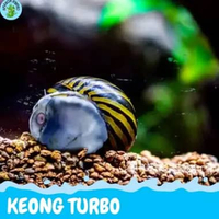 Tubro keong hiasan aquarium keong turbo hiasan aquascape