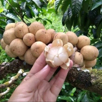 Bibit Duku palembang tanpa biji super manis
