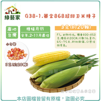 【綠藝家】G38-1.黃金868超甜玉米種子3克(約20顆)番麥 玉蜀黍 玉米 玉米種子 珍珠米