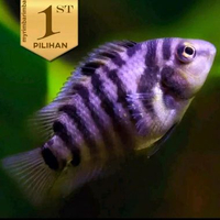 Purple Convict Cichlid Ikan Hias Aquascape Hiasan Aquarium Tanaman Air -