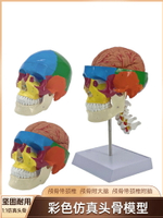 人體頭顱骨著色模型 彩色頭骨性分離模型帶頸椎上色區分22塊區域