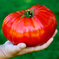 (15 BUTIR BENIH)TOMAT RED BEEFSTEAK