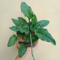 tanaman hias Bakung katak - Bakung lidah katak