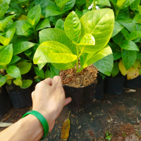 bibit tanaman melati jepang - pohon melati bunga melati jepang