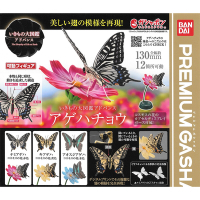 全套3款 日本正版 生物大圖鑑 進擊 鳳蝶 扭蛋 轉蛋 蝴蝶 燕尾蝶 動物模型 BANDAI 萬代 - 962370