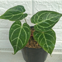 Anthurium Crystallinum | Tanaman Hias Kuping Gajah