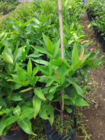 JAMBU MADU DELI