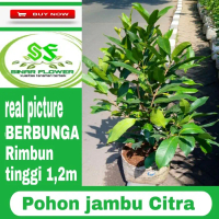 Pohon jambu air citra pohon jambu sudah berbunga boleh COD