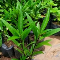 Tanaman herbal daun gandarusa