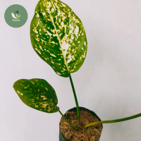 Aglaonema Big Leaf | Tanaman Hias Indoor Aglonema