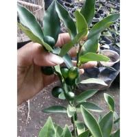 Bibit Jeruk Kimkit / Tongheng Sudah BERBUAH. Jeruk yang bisa dimakan beserta Kulitnya