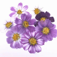 Variegated Cosmos Decorative Flowers for Press Painting, Free Shipping, 100 Pcs