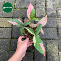 Tanaman Hias Syngonium Red Spot Tricolor / Syngonium Redspot Tricolour