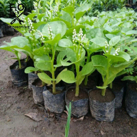 Bibit Tanaman binahong hijau sebagai tanaman TOGA