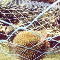 30ft x 25ft 30kaki x 50kaki Jaring durian Nylon Malaysia paling murah cheapest in shooee