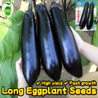 High Yield Long Purple Eggplant Seeds for Sale (250 Pcs/pack) มะเขือยาวม่วง Purple Big Eggplant Seed