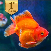 Mas Koki Ryukin (L) Ikan Hias Aquascape Hiasan Aquarium Tanaman Air -