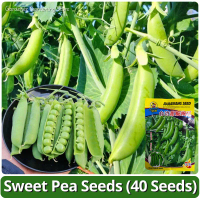 High Yield Sweet Pea benih KACANG POLONG(20 biji) Fresh Organic Sweet and Crisp Pea Seeds F1 Taiwan 