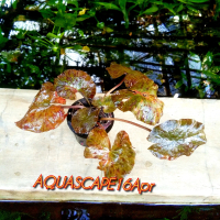 tanaman aquascape hiasan aquarium tiger lotus media pothitam