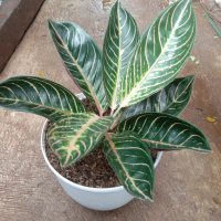 Red sumatra/jenis aglonema/tanaman hias murah Merah