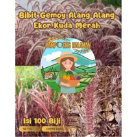 Bibit Gemoy Alang Alang Merah Ekor Kuda | Biji Bibit Rumput Alang alang
