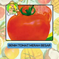 Benih Buah Buahan Bibit Biji Tanaman Organik Tomat Merah Besar