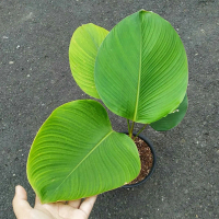 Tanaman hias hidup pisang calathea-pohon pisang lutea tinggi 45 cm sampai 1 meter daun