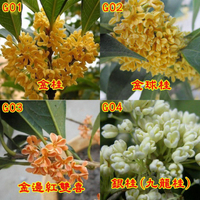 【我會發芽】桂花種子 金桂 丹桂 沉香桂 四季桂花 硃砂桂 佛頂珠 九龍桂 狀元紅 綠玲瓏 低溫冷藏 沙藏種子