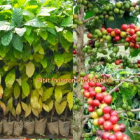 Bibit Tanaman Buah Kopi Arabika Murah Berkualitas